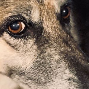 Meet your Posher, Marvin